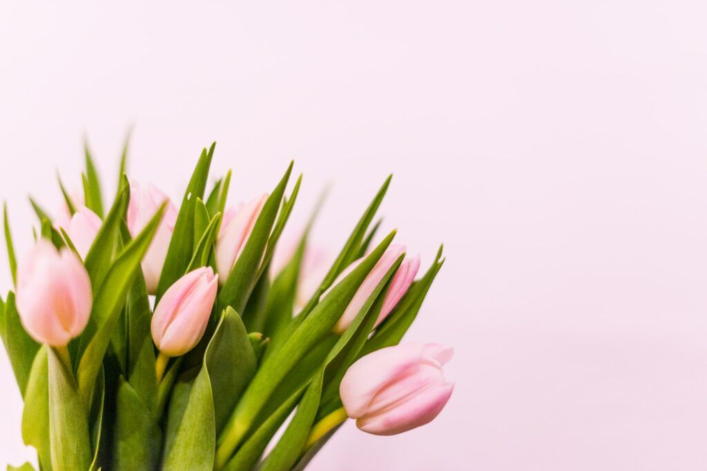 Verse tulpen in bloei 