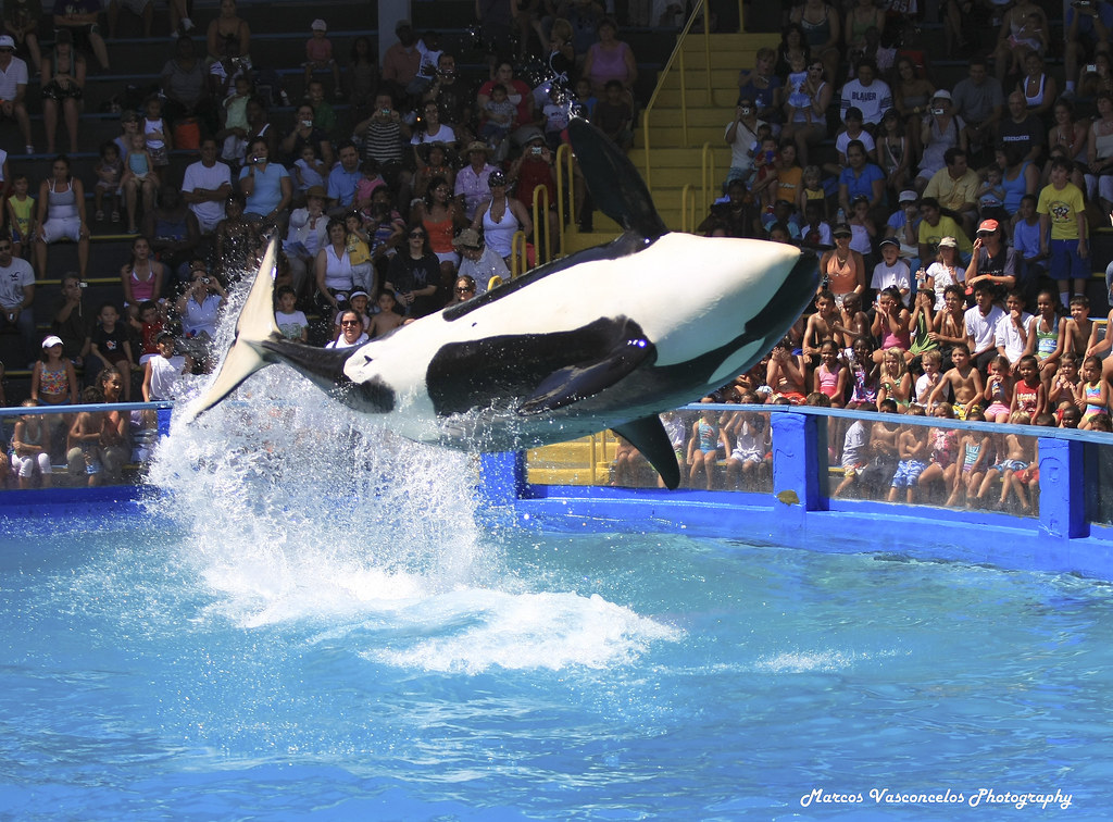 Free willy! Een orka in aan een show