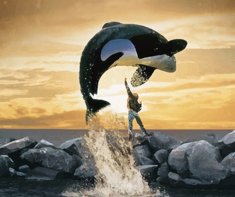 free willy cover