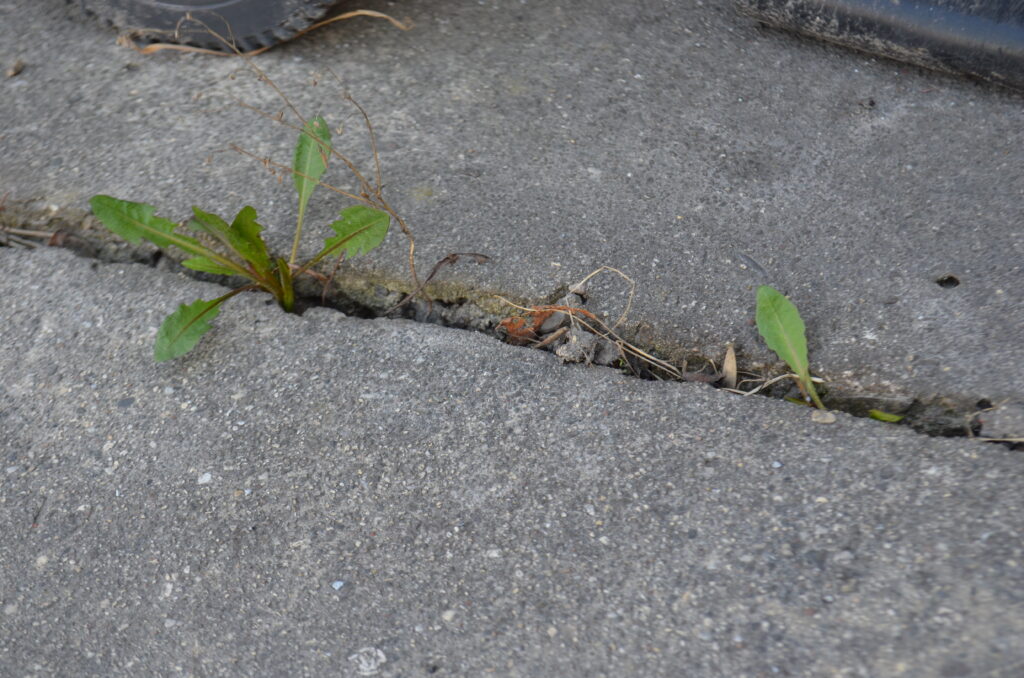 Strooizout tegen onkruid, een effectieve methode!