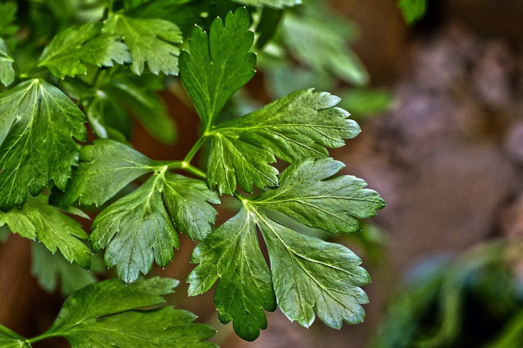 parsely, soup green, culinary herbs