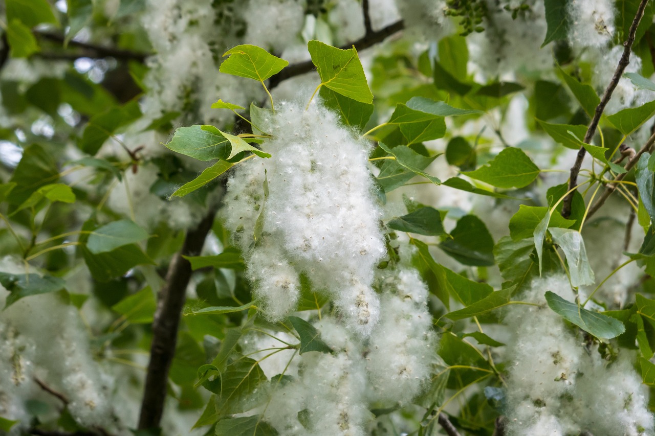 poplar, seeds, poplar fluff