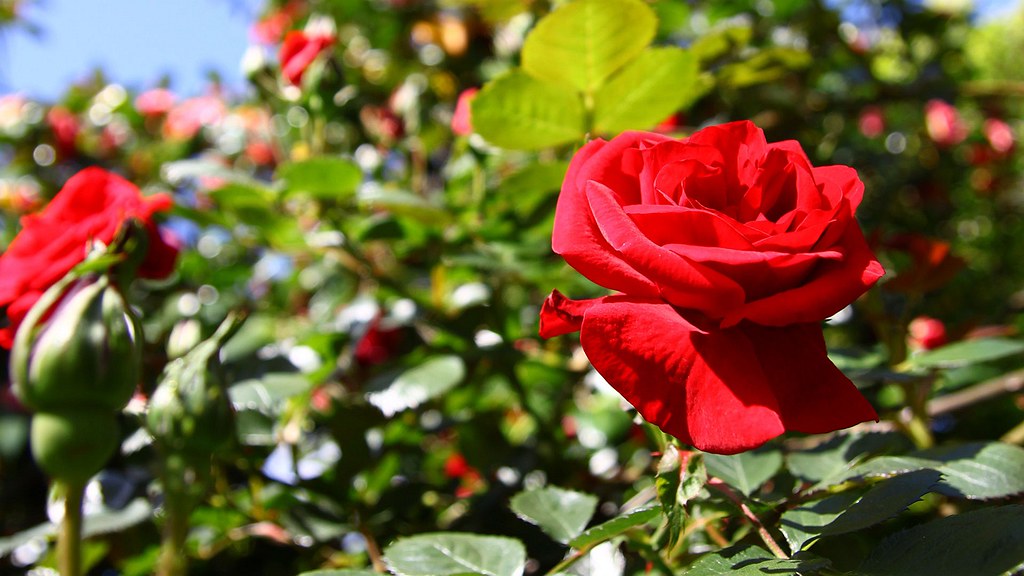 Rozen stekken met 8 tips van oma