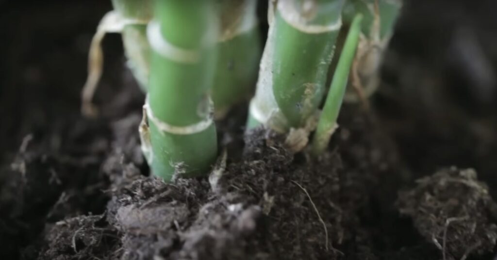 Kleine vliegjes bij planten? Dit is hoe je ze bestrijdt