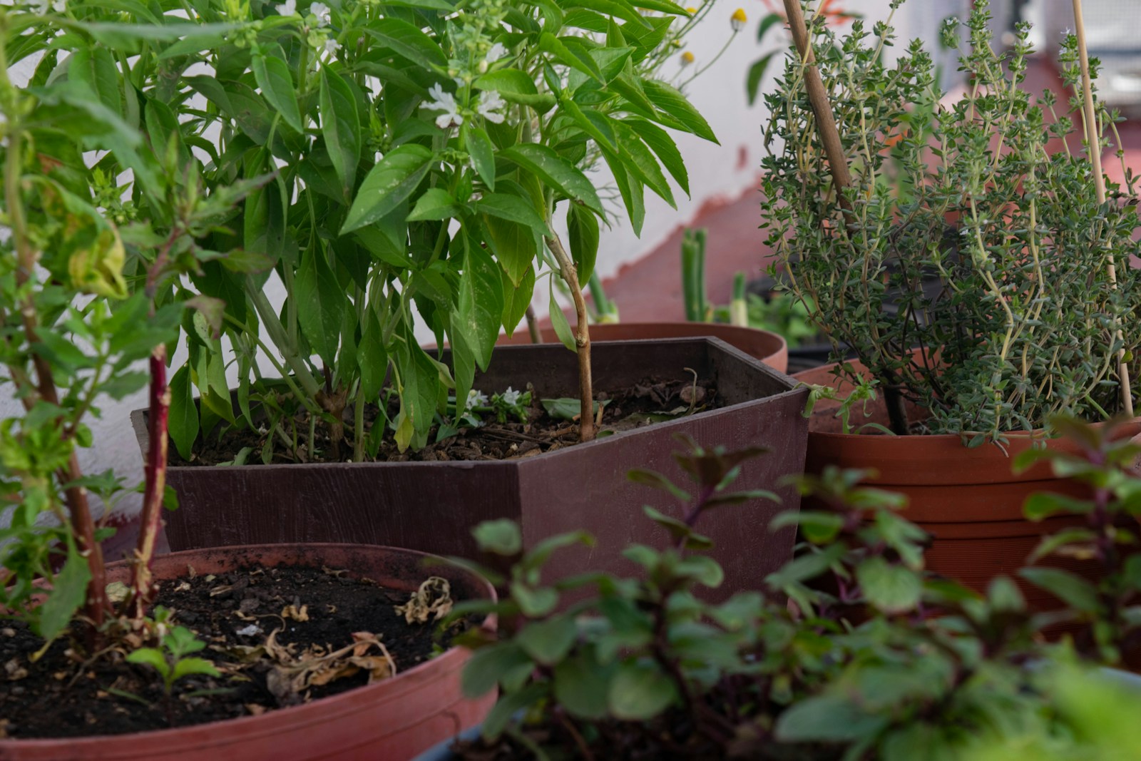 a group of plants in pots