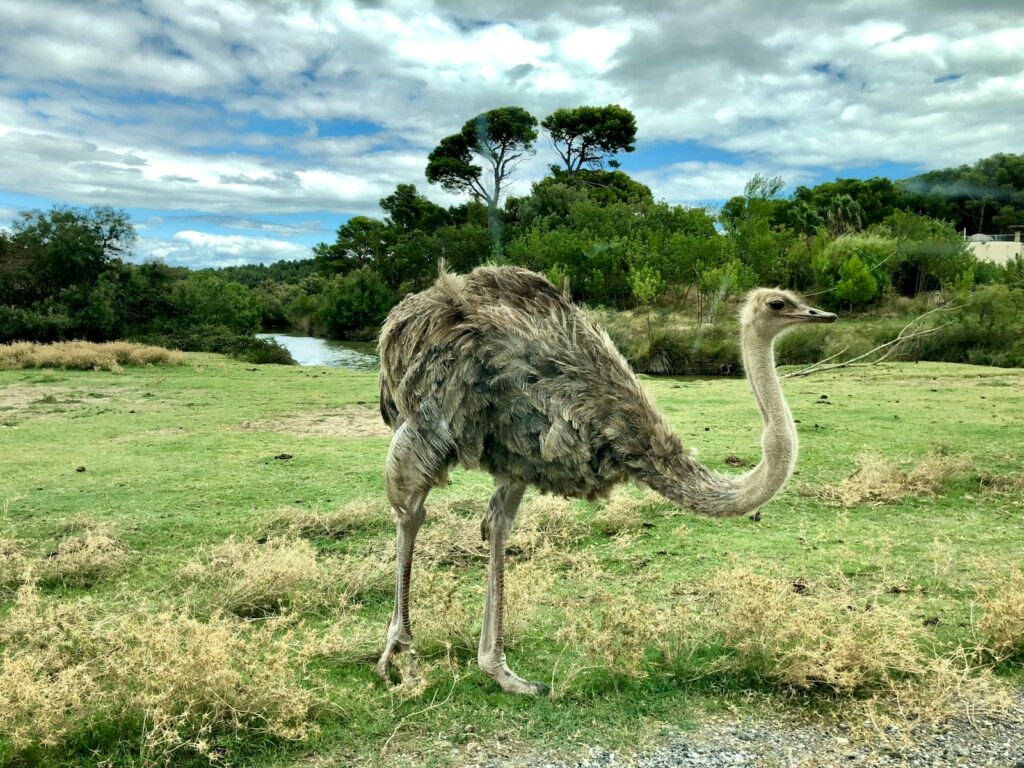 ostrich on green grasses