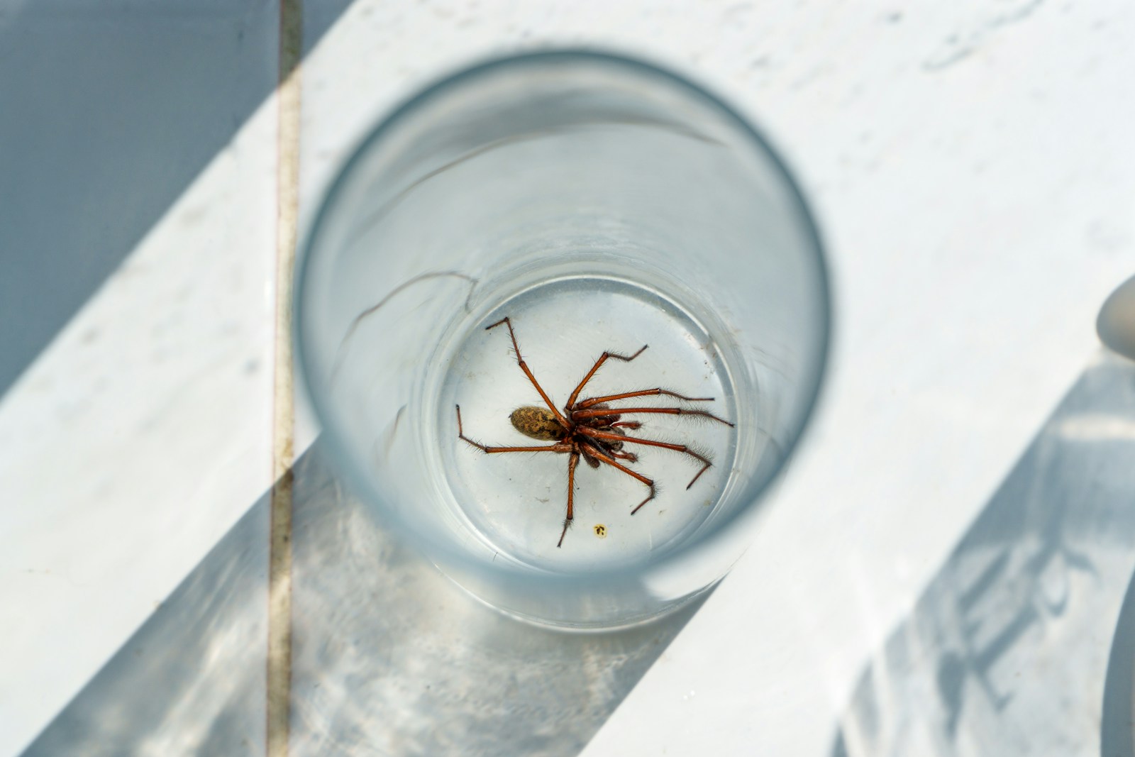 A spider in a glass of water on a table